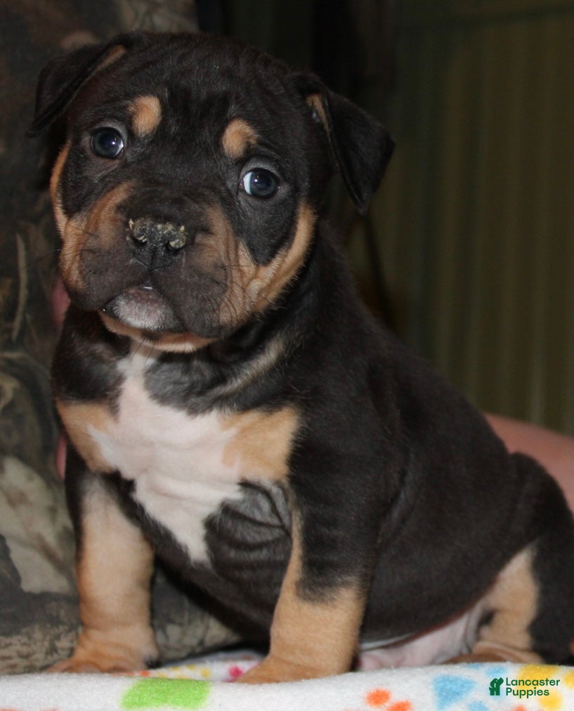 American Bully dogs Tj - Ad 1