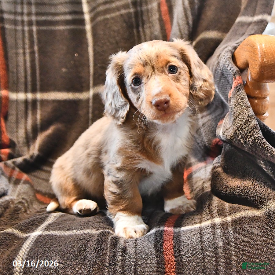 Miniature Dachshund dogs Buffy - Ad 2