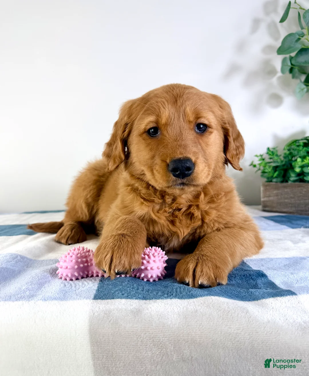 Golden Retriever dogs for sale: Ginger - Ad 3