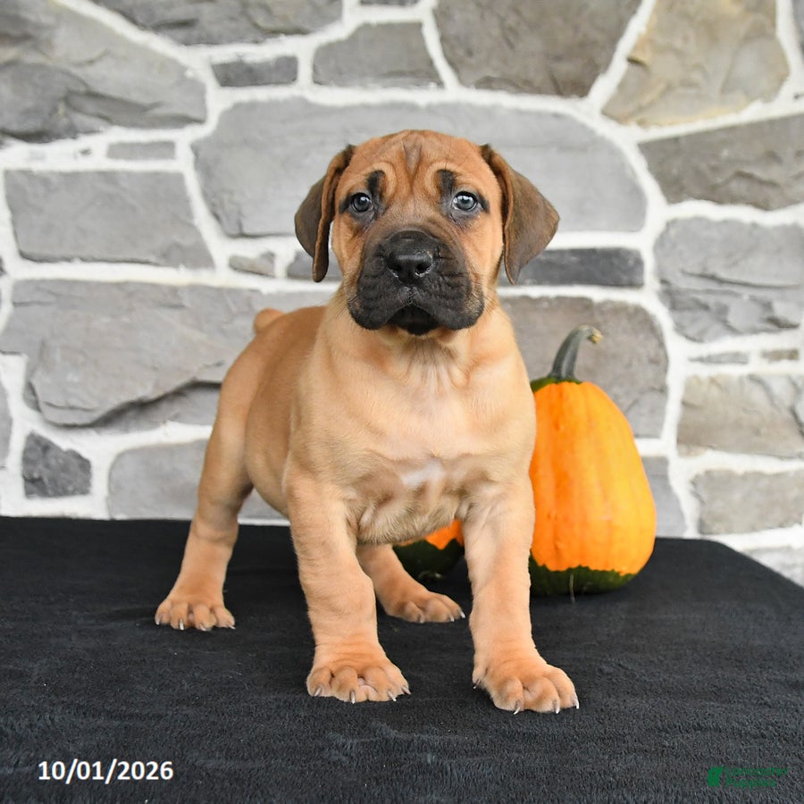 Mixed Breed dogs Sarge - Ad 1