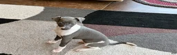 Italian Greyhound dogs for sale: Gina  - Ad 5