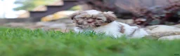 Shih Tzu dogs for sale: River - Ad 8