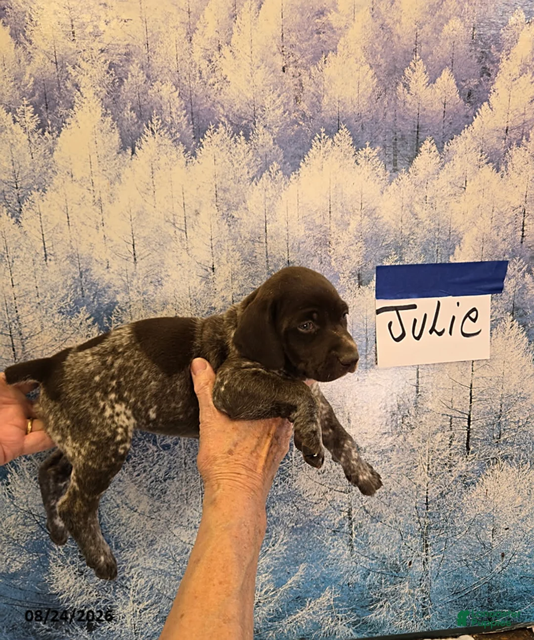 German Shorthaired Pointer dogs for sale: Julie - Ad 1