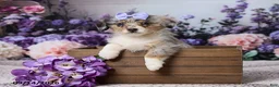 Corgipoo dogs for sale: Raina - Ad 4