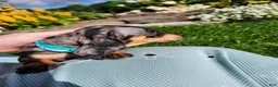 Miniature Dachshund dogs for sale: Sterling  - Ad 7