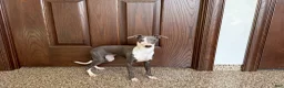Italian Greyhound dogs for sale: Italian Greyhound 1 fawn boy  - Ad 14