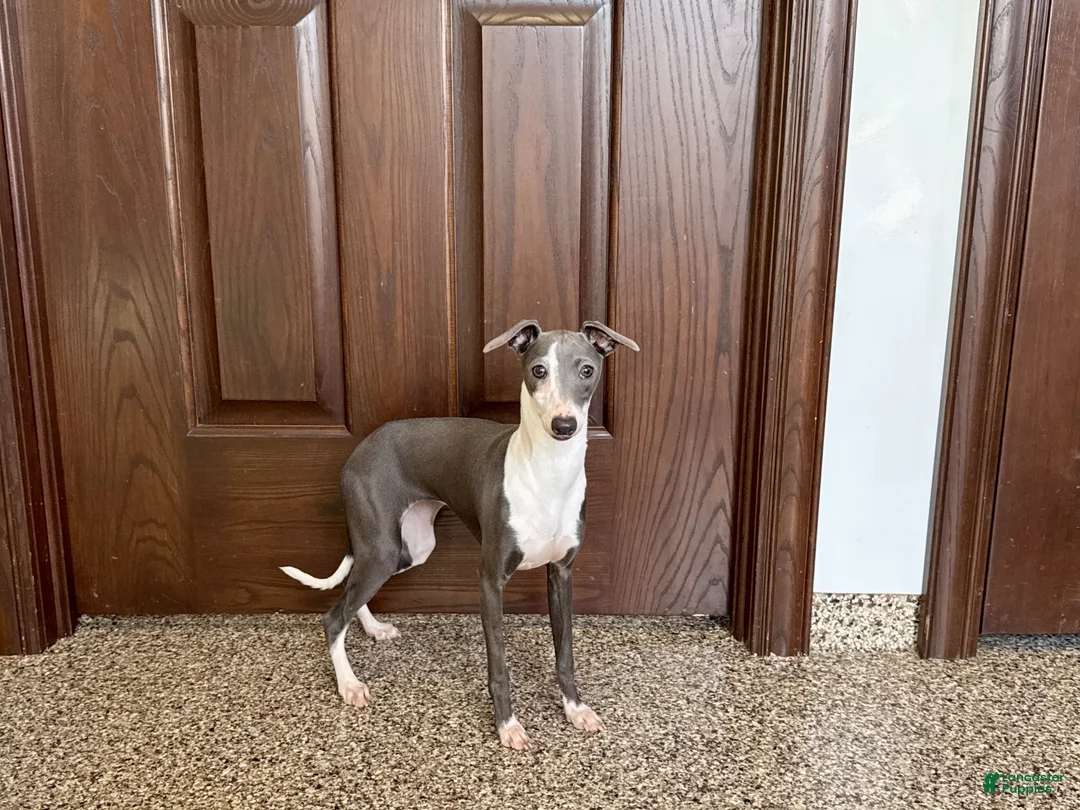 Italian Greyhound dogs for sale: Italian Greyhound 1 fawn boy  - Ad 14