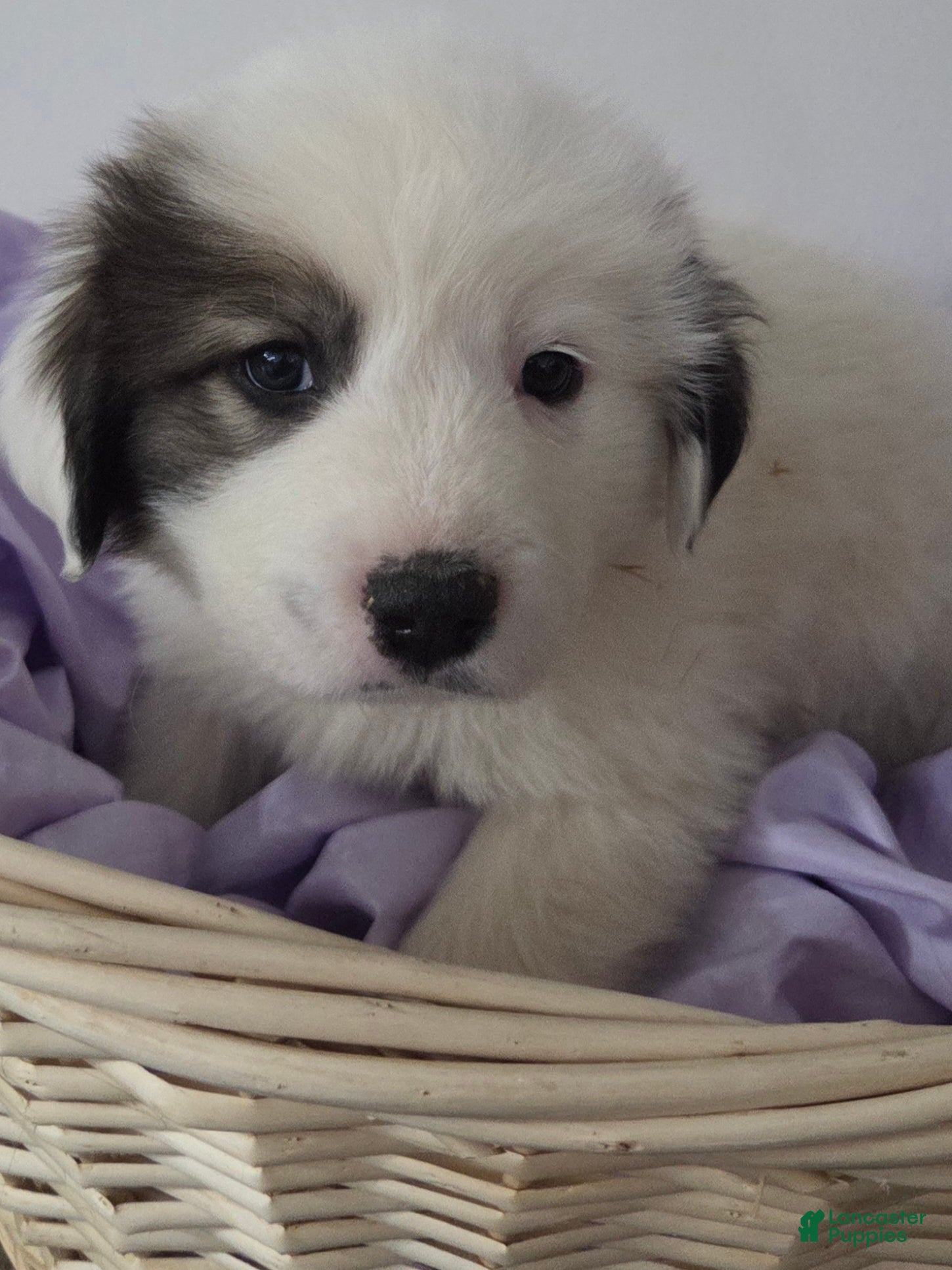 Great Pyrenees dogs Max - Ad 11