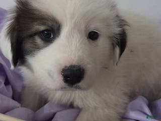 Great Pyrenees dogs Max - Ad 11
