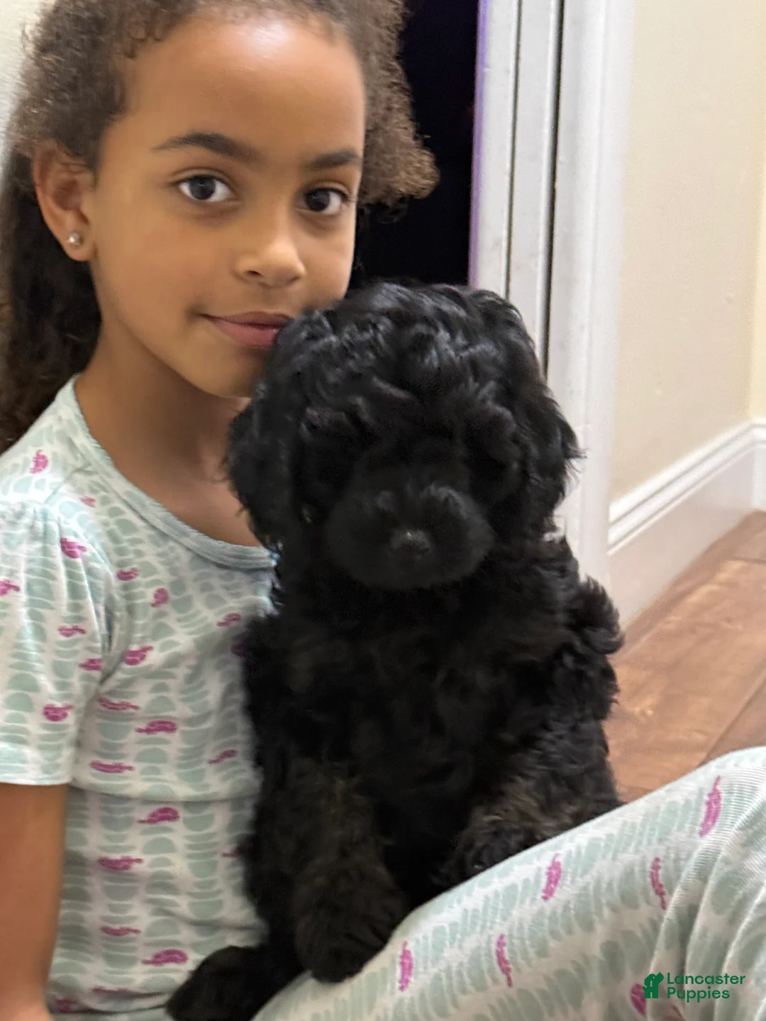 Mini Goldendoodle dogs for sale: Mini Goldendoodle Puppy 2 - Ad 1
