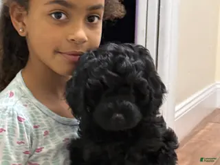 Mini Goldendoodle dogs for sale: Mini Goldendoodle Puppy 2 - Ad 4