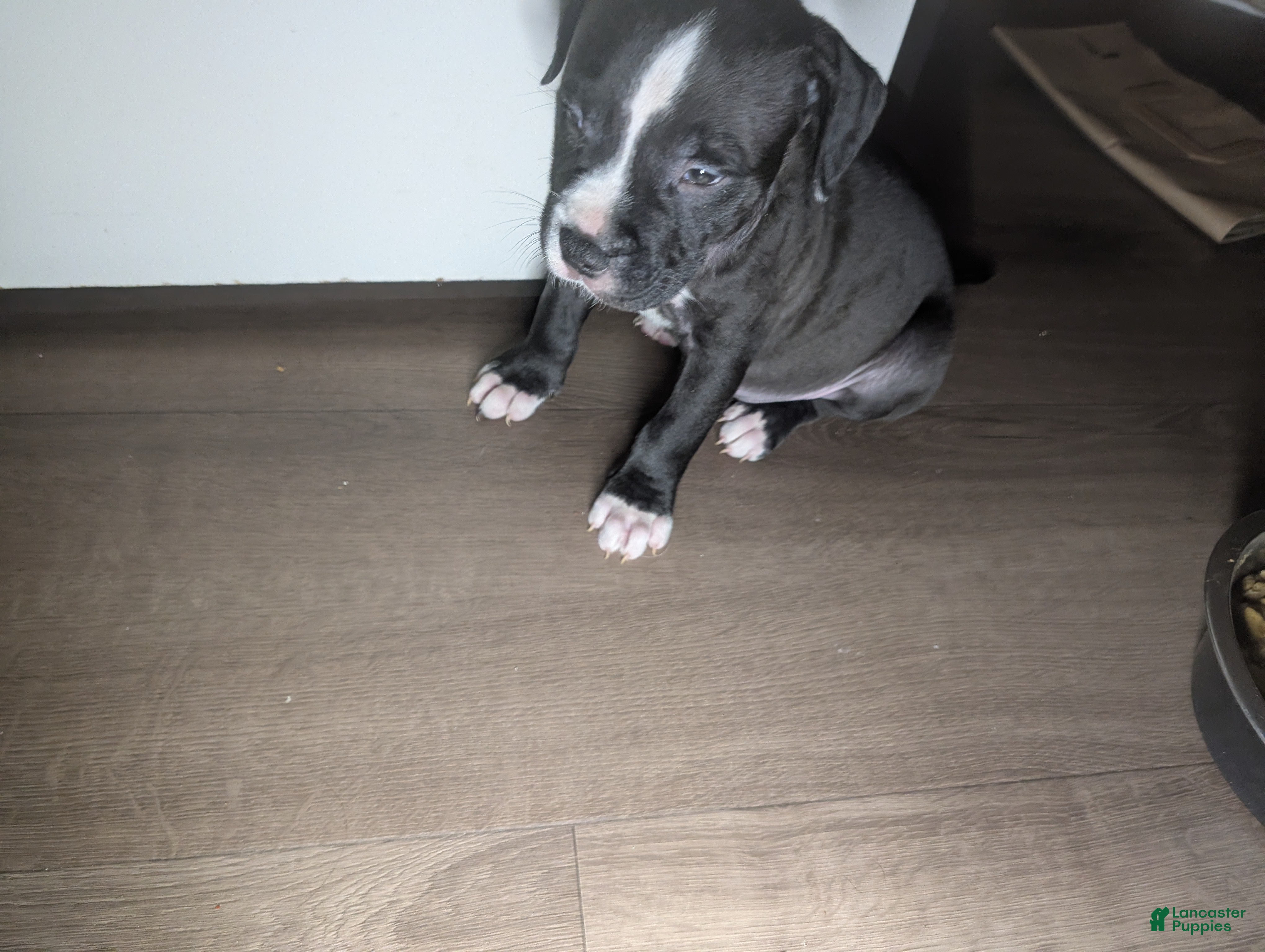 American Pit Bull Terrier dogs Taz - Ad 25