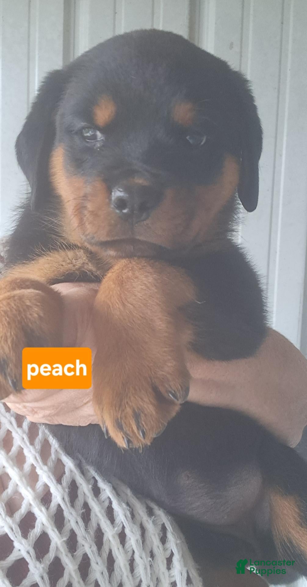 Rottweiler