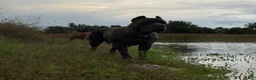 Cane Corso dogs for sale: Cane Corso 5- Dustin  - Ad 2