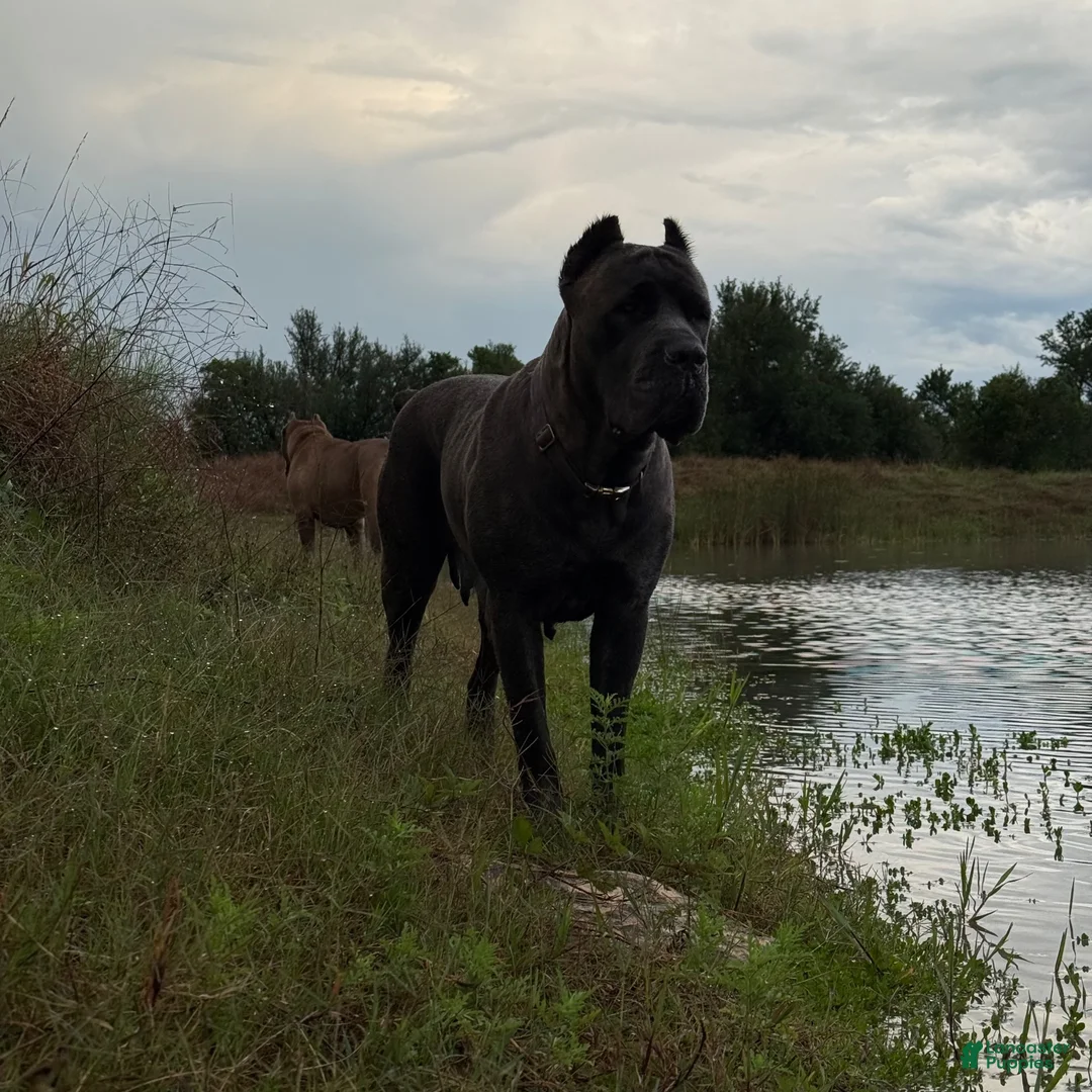 Cane Corso dogs for sale: Cane Corso 5- Dustin  - Ad 2