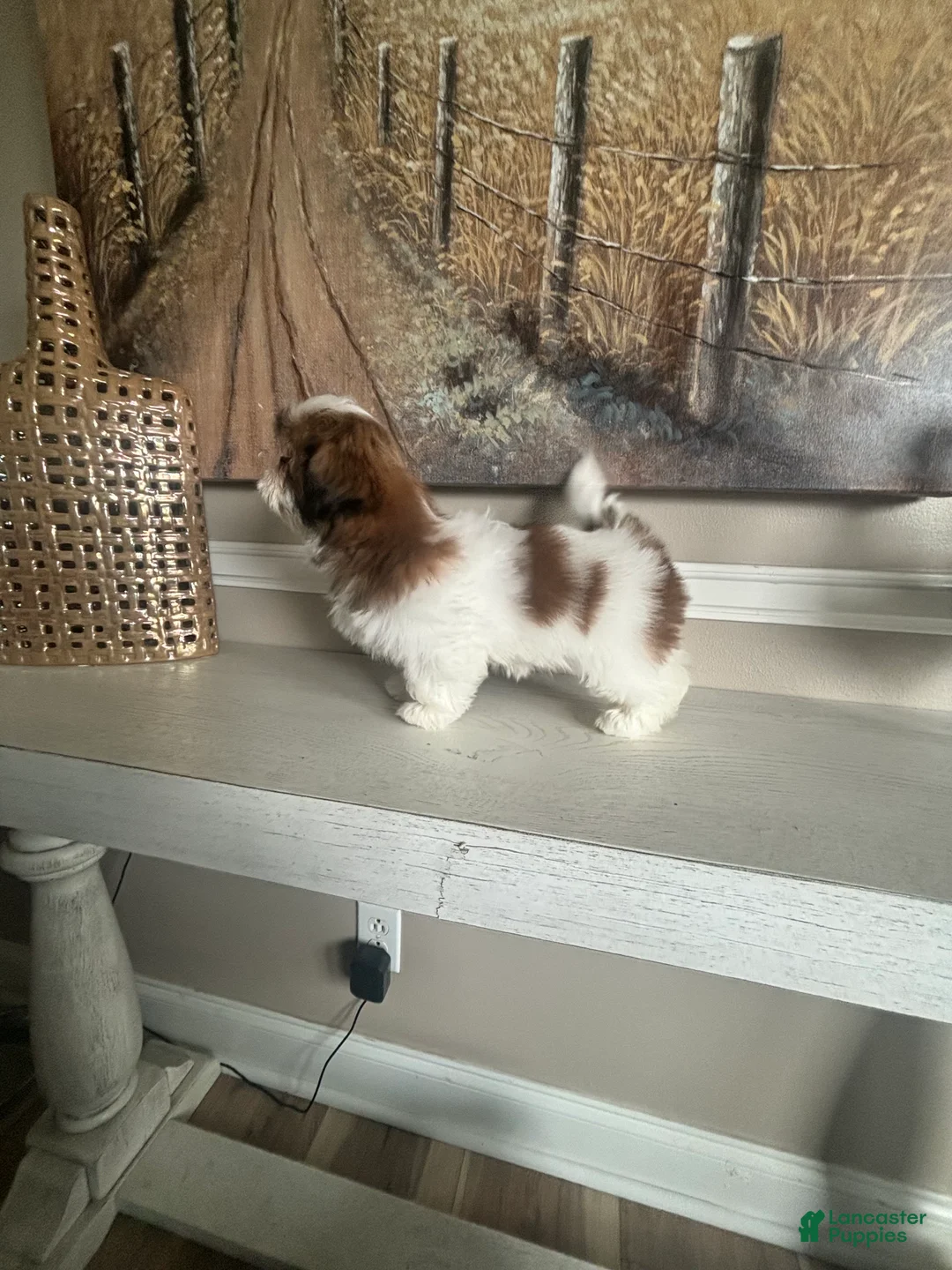 Shih Tzu dogs for sale: Merideth - Ad 2