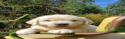 Golden Retriever dogs for sale: Pioneer - Ad 3