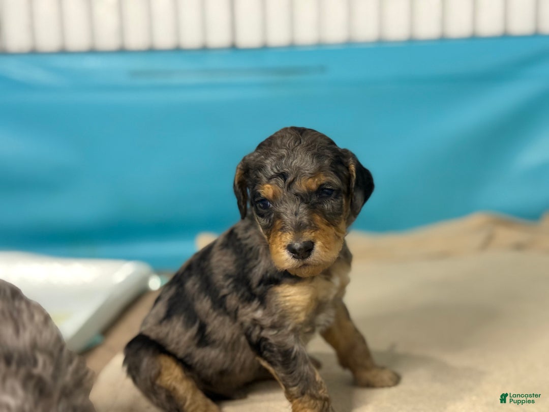 Standard Poodle dogs for sale: Standard Poodle Puppy 2 Luke aka lucus - Ad 4