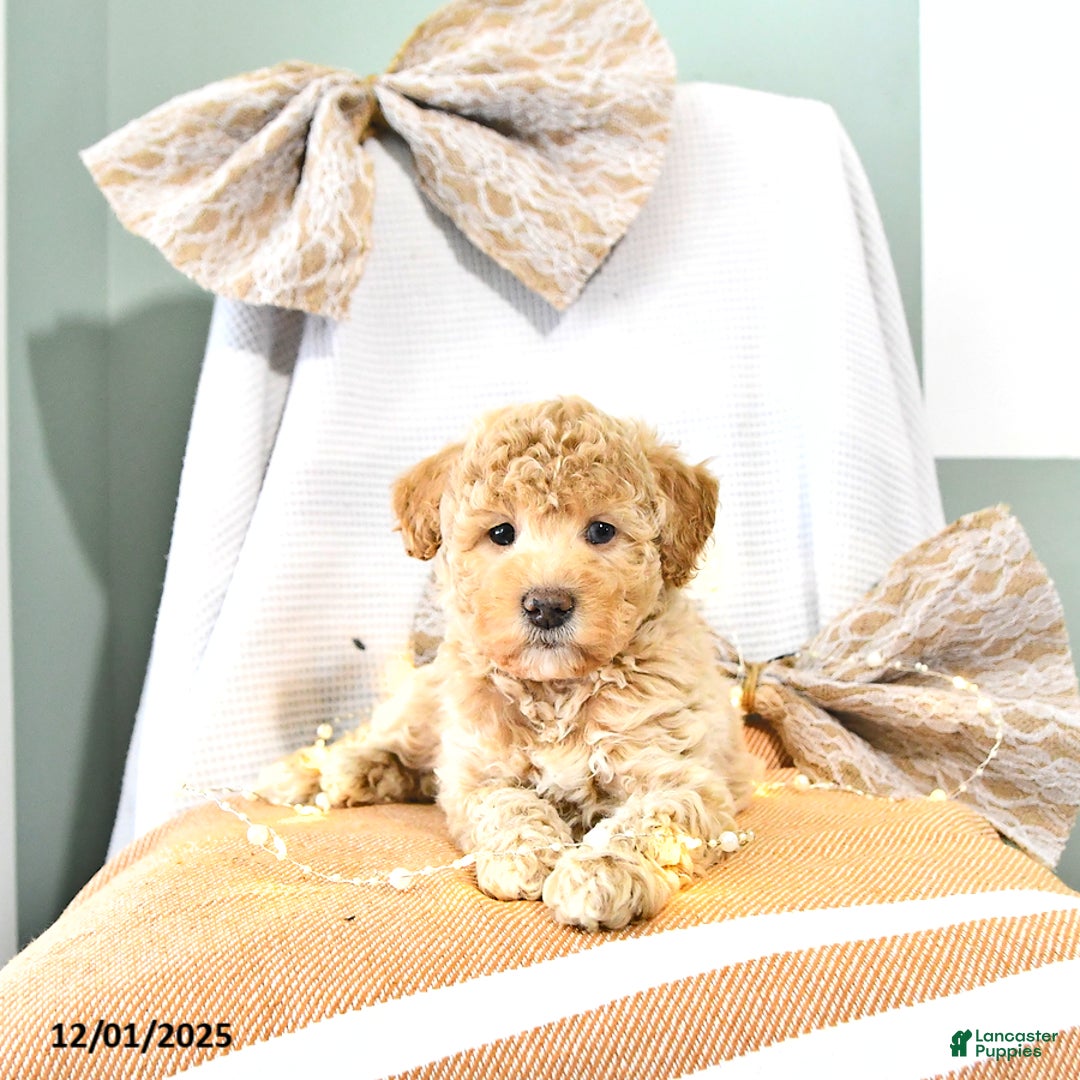 Miniature Poodle dogs for sale: Archie - Ad 3