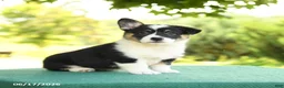 Welsh Corgi Pembroke dogs for sale: Jada - Ad 3