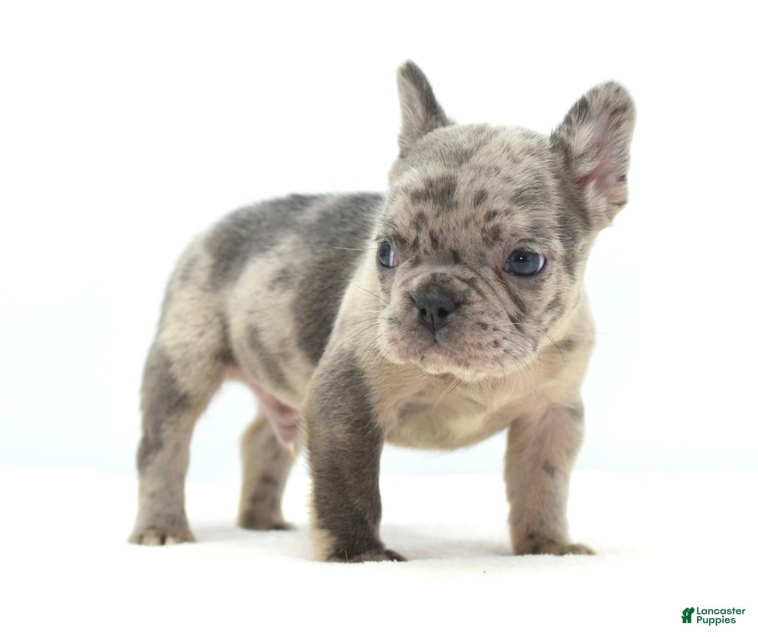 Mixed Breed dogs for sale: Hollywood merle blue  - Ad 11