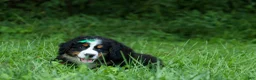 Bernese Mountain Dog dogs for sale: SCOUT - Ad 14