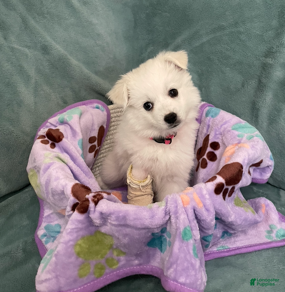 American Eskimo dogs for sale: Coconut - Ad 4