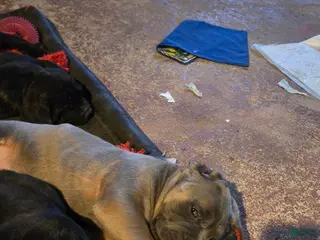 Cane Corso dogs Cane Corso Puppy 7 - Ad 12