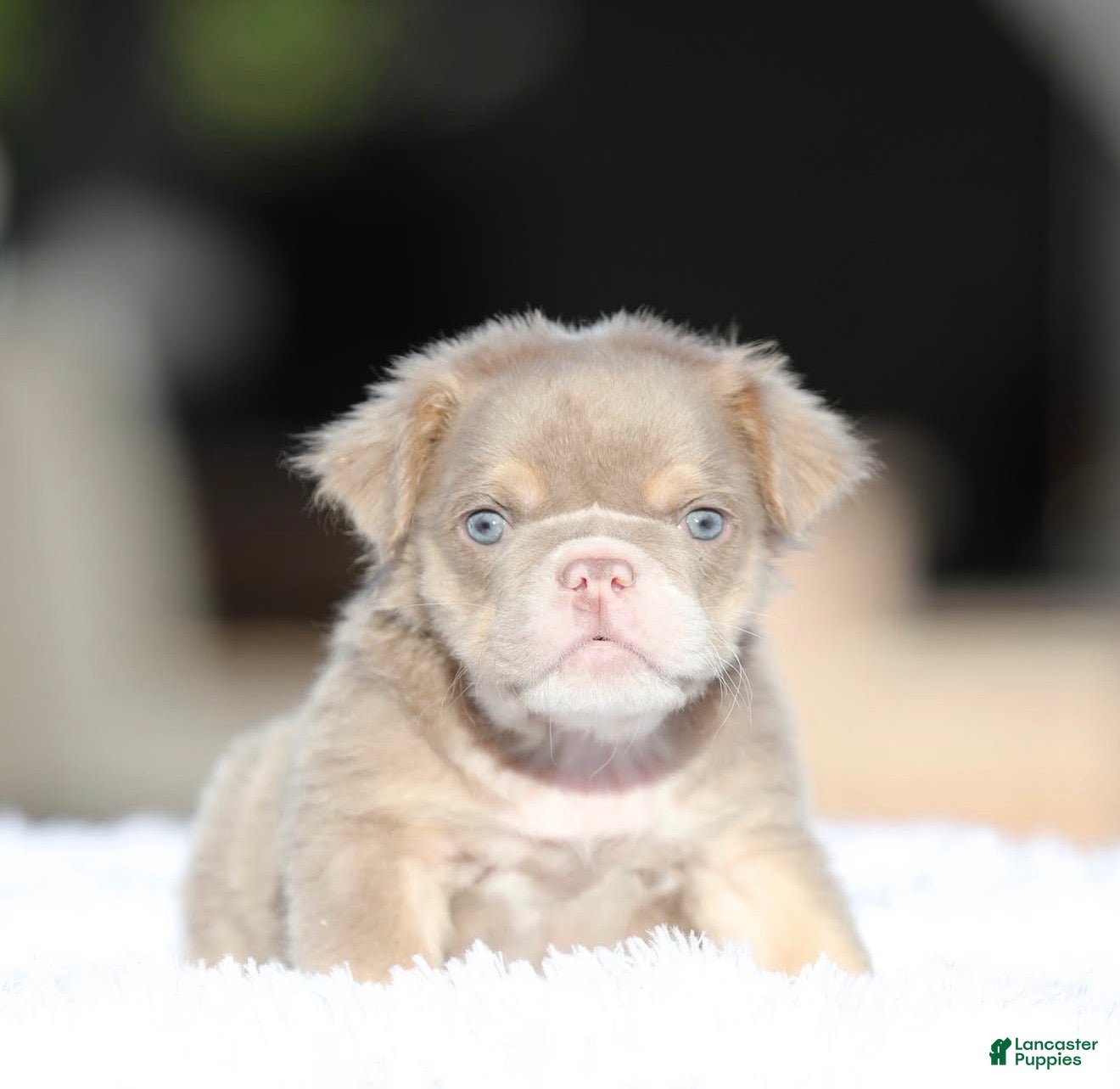 English Bulldog dogs English Bulldog Puppy 1 - Ad 2