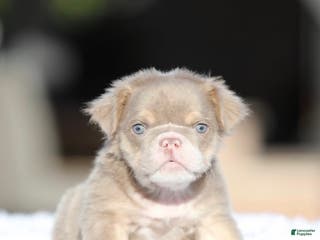 English Bulldog dogs English Bulldog Puppy 1 - Ad 2