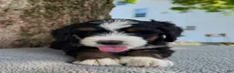 Bernedoodle dogs for sale: Sammy - Ad 13