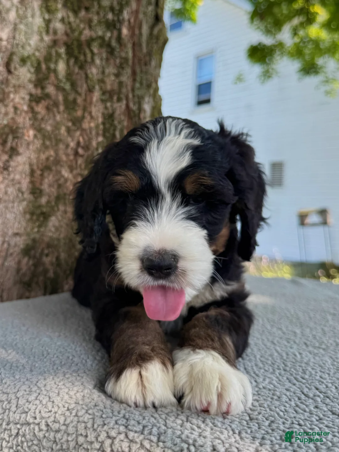 Bernedoodle dogs for sale: Sammy - Ad 13