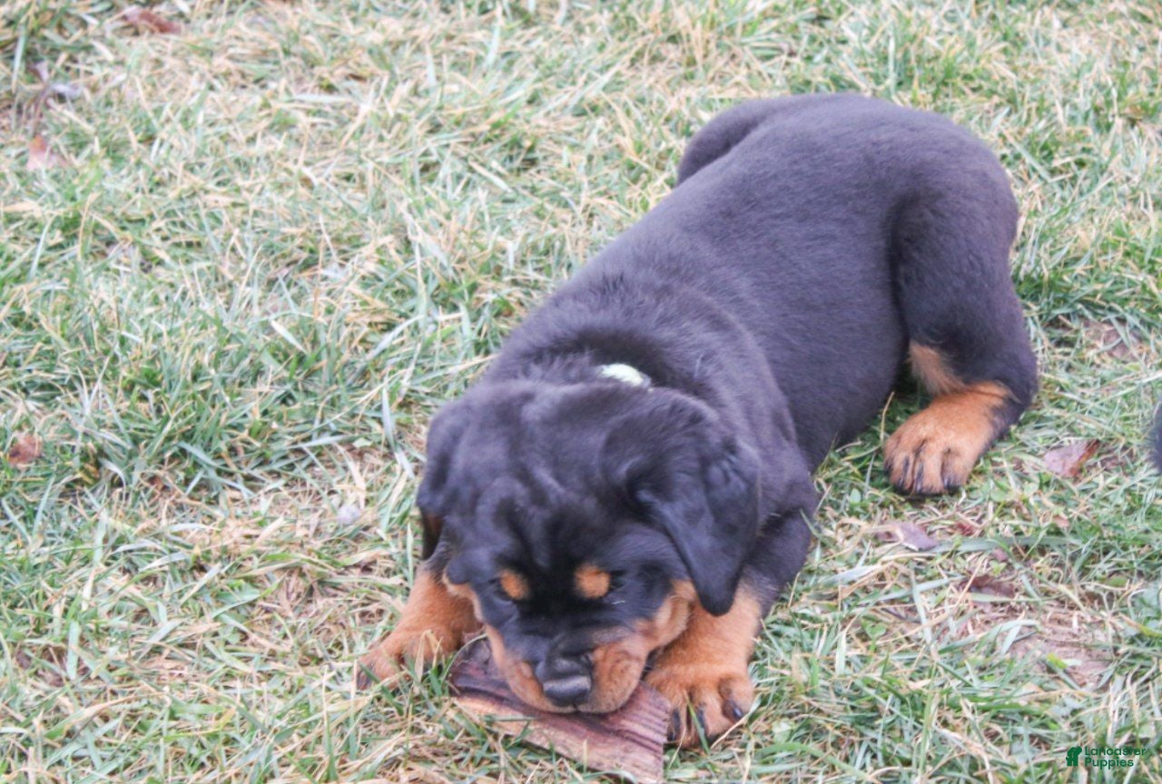 Rottweiler dogs Foster - Ad 2