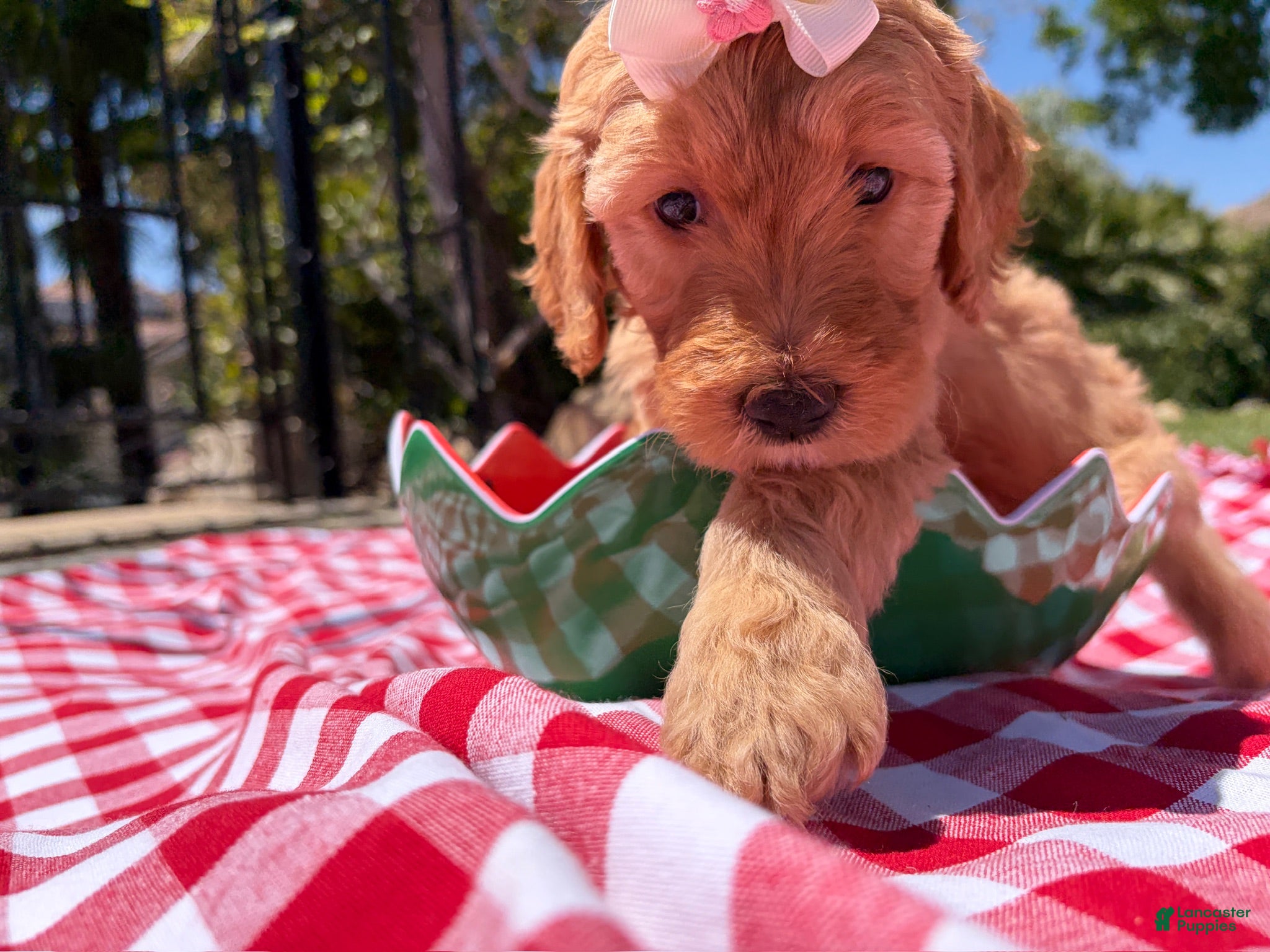 Goldendoodle dogs Blossom - Ad 14