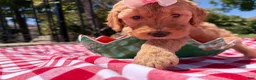 Goldendoodle dogs for sale: Blossom - Ad 1