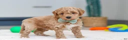 Mini Goldendoodle dogs for sale: Maverick - Ad 3