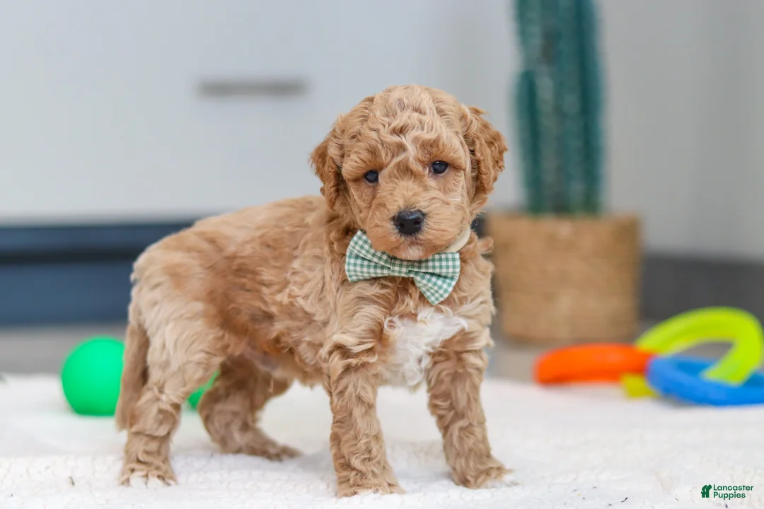 Mini Goldendoodle dogs for sale: Maverick - Ad 3