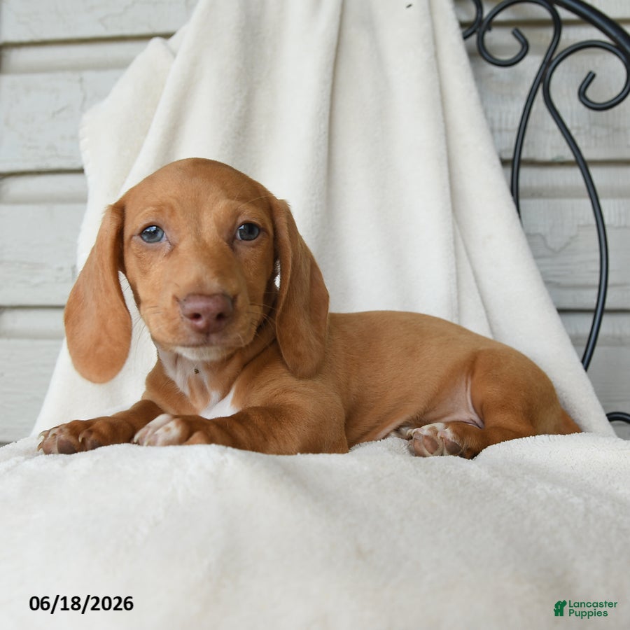 Dachshund dogs Alasdair - Ad 1