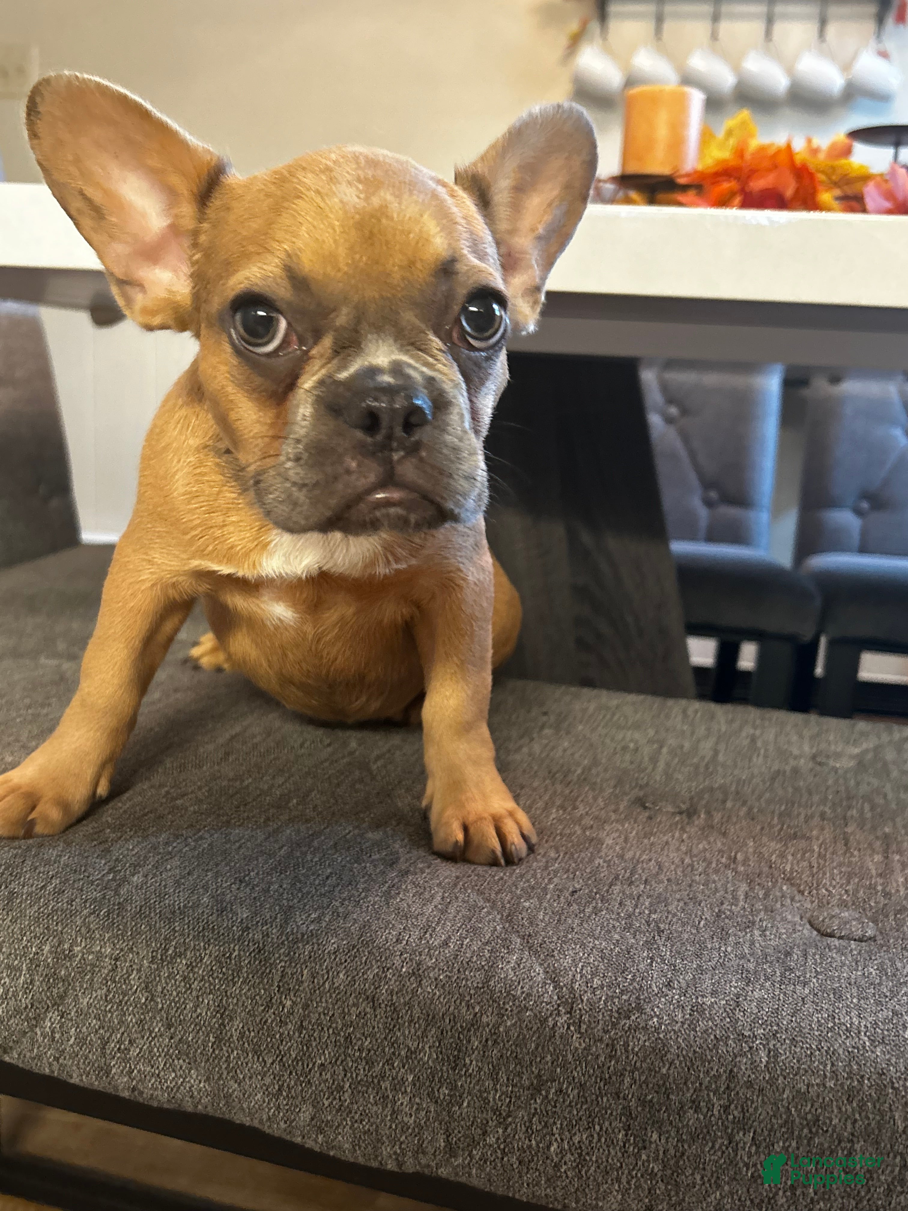 French Bulldog dogs Lucy - Ad 8
