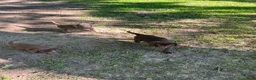 Labrador Retriever dogs for sale: Labrador Retriever 3 - Ad 1