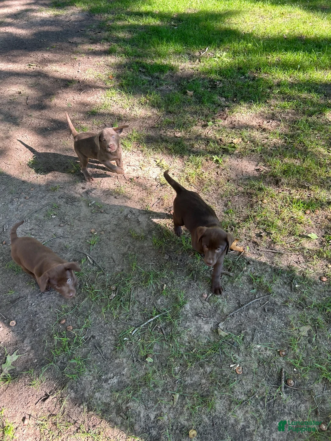 Labrador Retriever dogs for sale: Labrador Retriever 3 - Ad 1