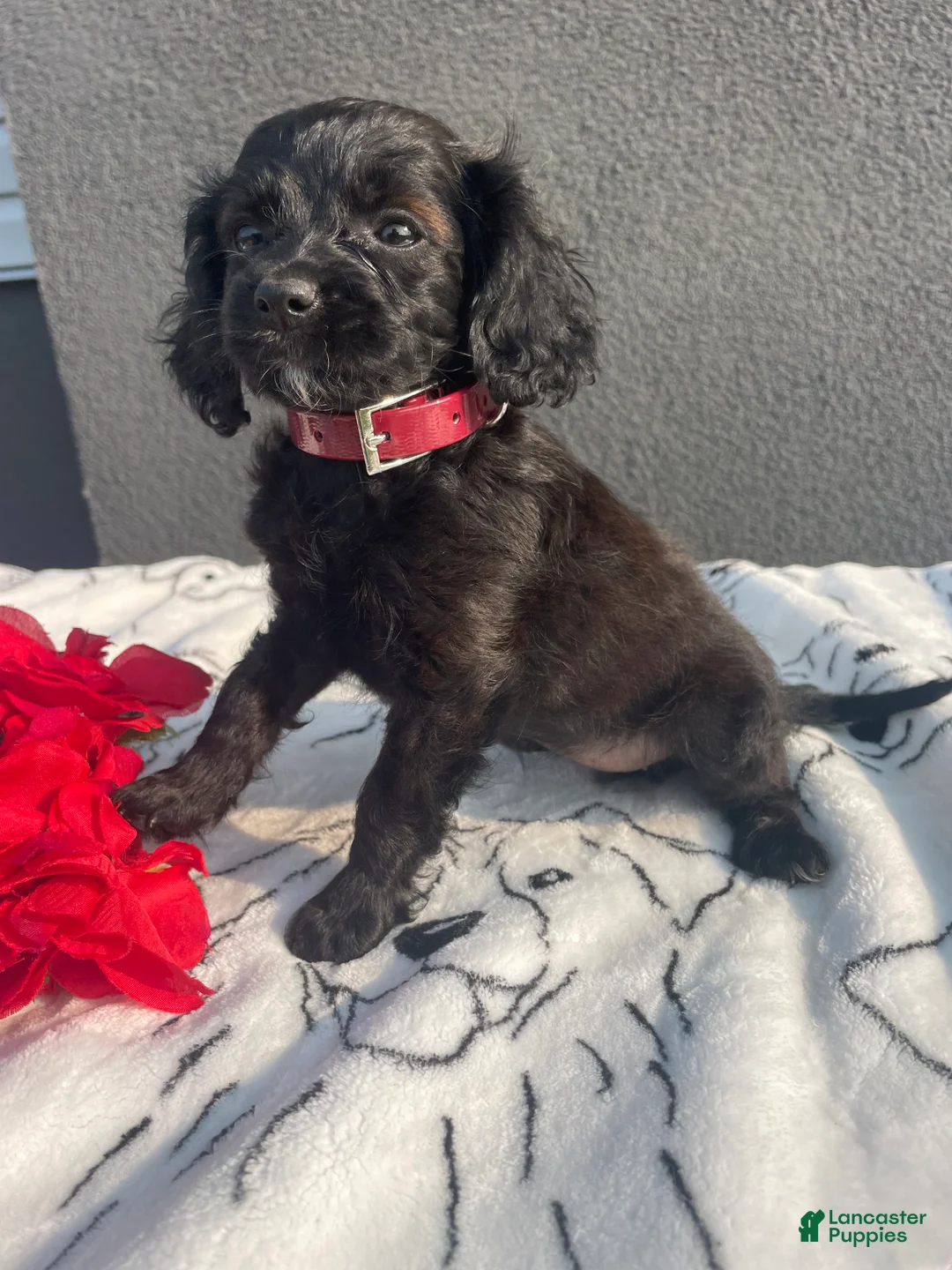 Mixed Breed dogs for sale: Pinky - Ad 4