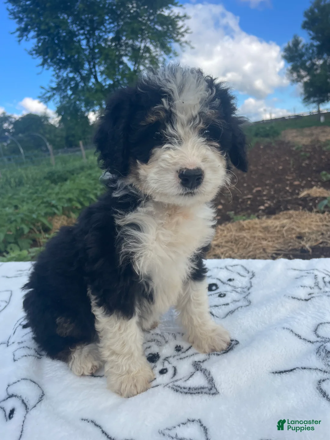 Mini Bernedoodle dogs for sale: Teddy - Ad 1