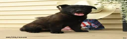 Belgian Malinois dogs for sale: Clover - Ad 3