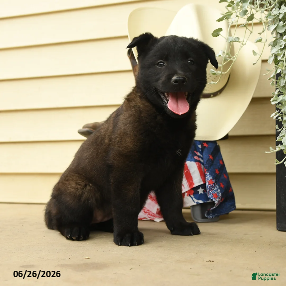 Belgian Malinois dogs for sale: Clover - Ad 3
