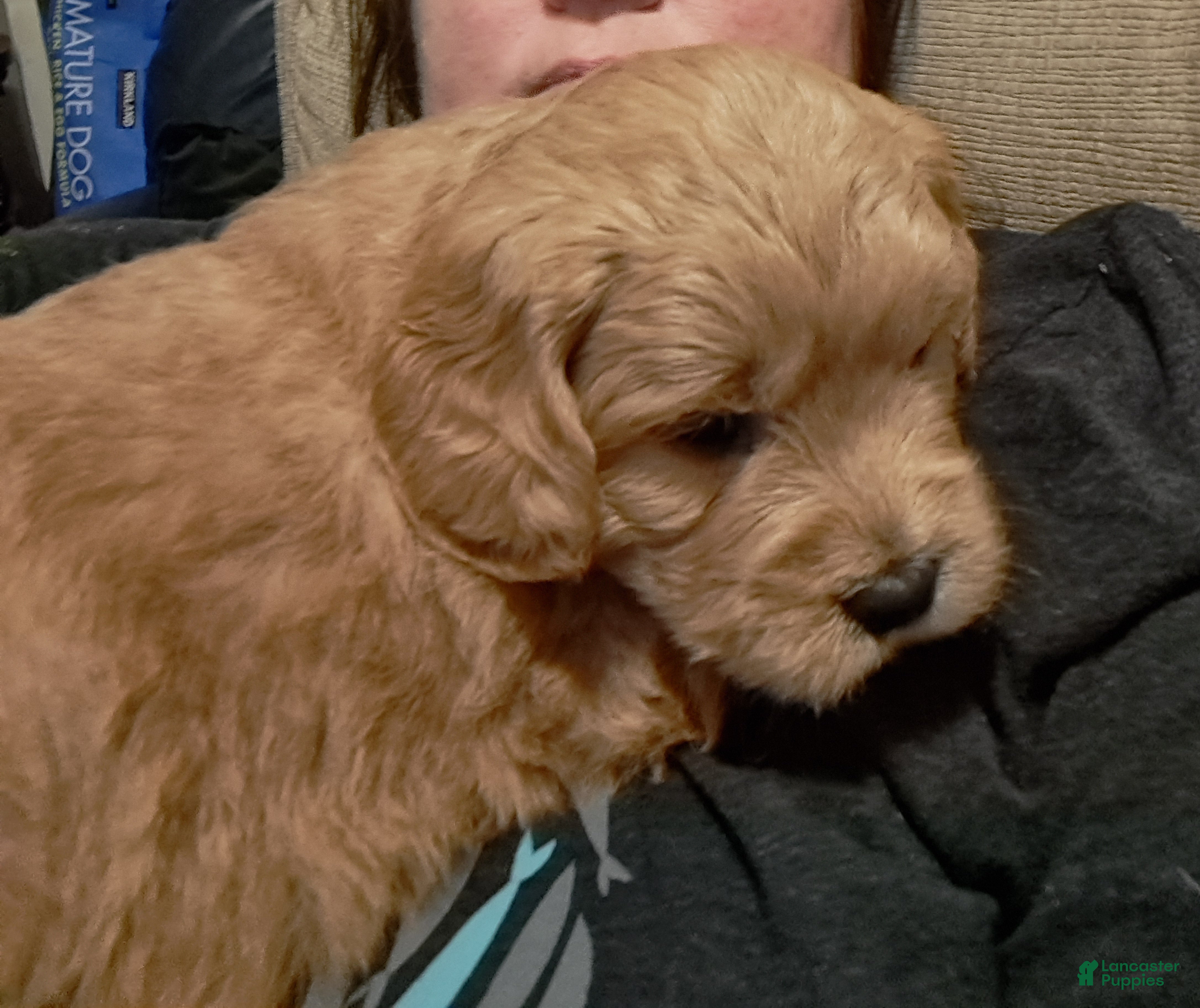 Mini Goldendoodle dogs Mini Goldendoodle, Braden - Ad 2