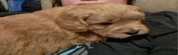 Mini Goldendoodle dogs for sale: Mini Goldendoodle, Braden - Ad 2
