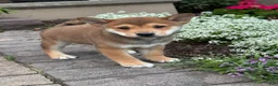 Shiba Inu dogs for sale: Ike - Ad 3