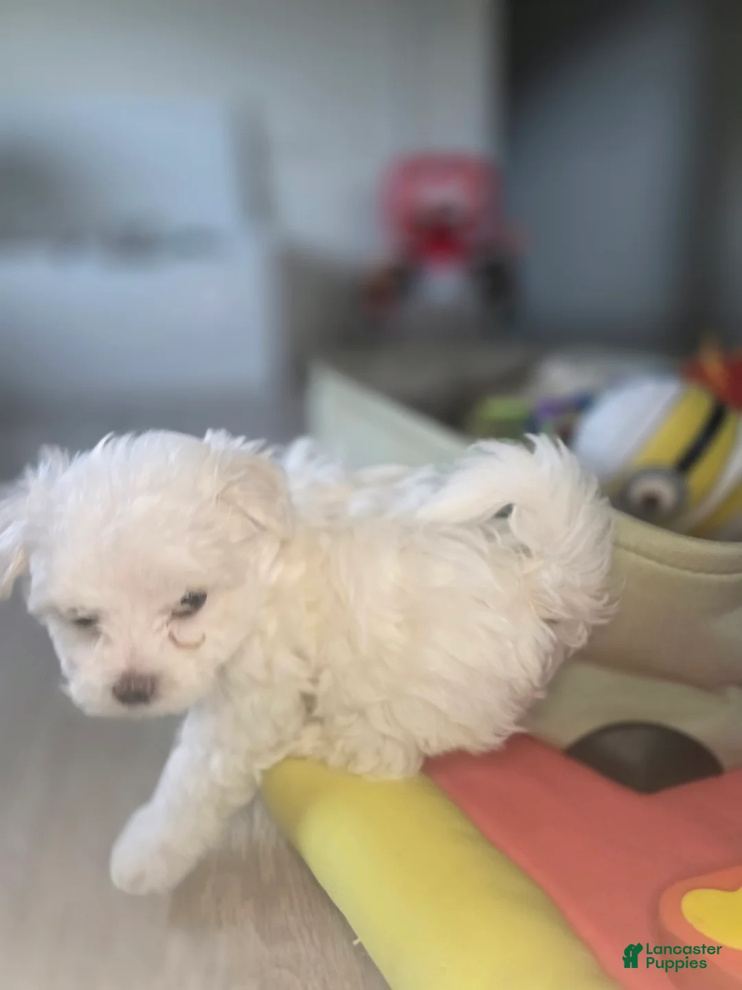 Maltese dogs for sale: 🐶 Female Maltese Puppy – Sweet, Playful & Petite - Ad 2