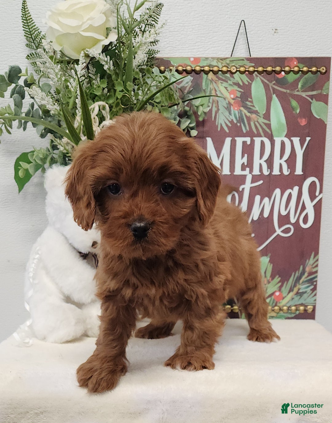 Cavapoo dogs for sale: Royce - Ad 7